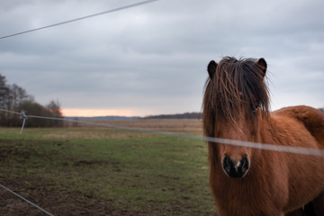 Horse in a fence. Close up. Looking throughtful.