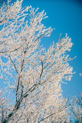 winter trees in the snow
