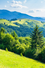 Obraz premium rural field on forested rolling hills in summer. wonderful mountainous landscape