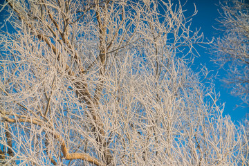 winter tree branches in the snow close-up