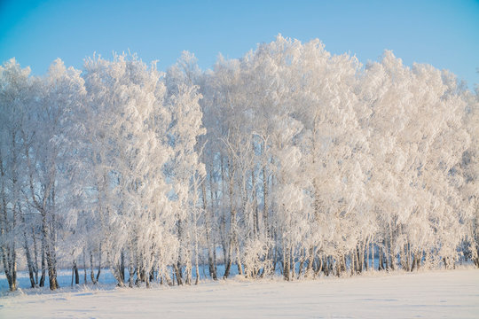 Fototapeta winter trees in the snow