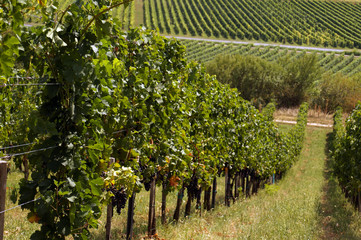 Fototapeta na wymiar A typical landscape of southern Europe. Hungary, vineyards in the hills of Villany to the south of the city of Pecs.