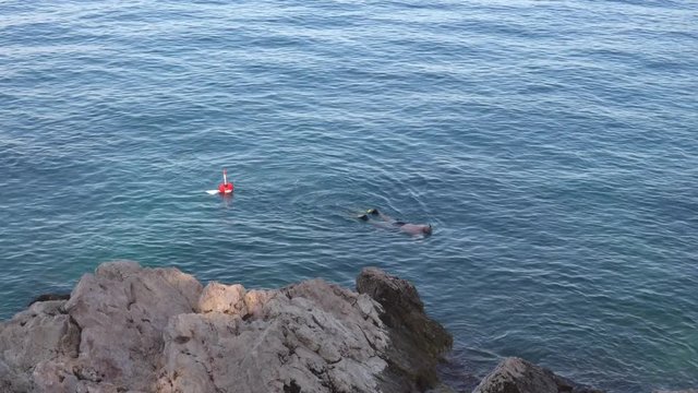 fisherman with a mask and a snorkel is engaged in diving for fishing from the sea surface