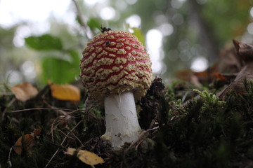 a wonderful young little fly agaric mushroom macro in the forest