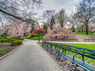 Central Park, New York City in spring