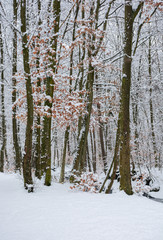 Fototapeta premium birch trees among winter beech forest. lovely nature background.