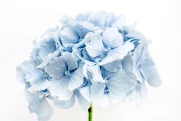 Foto op Aluminium Blue hydrangea flower on white background. © Floral Deco
