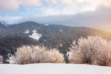 gorgeous winter sunrise in mountains. glowing hoarfrost on trees in morning light. exquisite nature scenery