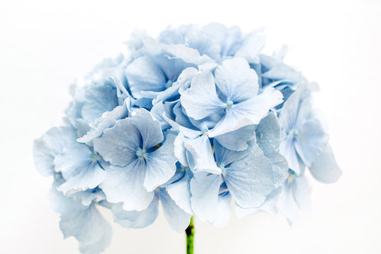 Blue Hydrangea Flower On White Background.