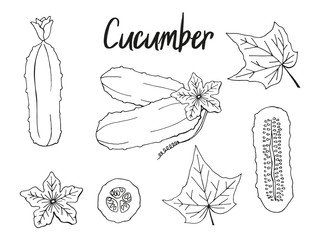 Set of hand-drawn cucumbers. monochrome. Isolated image. Vector illustration.