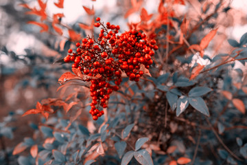 bunch of red fruit.Aucuba japonica plant