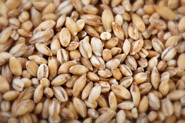 Background of winter wheat kernels. Wheat grain as background texture. Processed organic wheat grains as agricultural background.