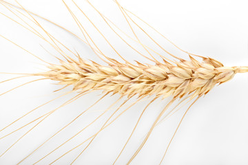 Background of winter wheat kernels. Spikelets of wheat. Wheat grain as background texture. Processed organic wheat grains as agricultural background.