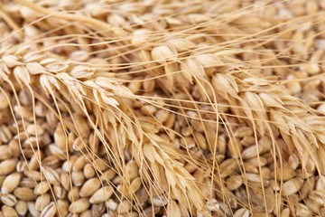 Background of winter wheat kernels. Spikelets of wheat. Wheat grain as background texture....
