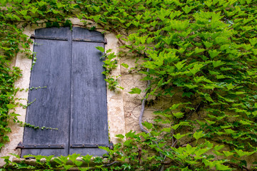 Ivy covered window in Provence