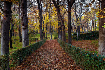 road full of leaves in retiro park. Madrid
