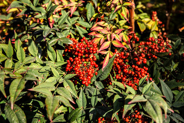 red fruit on green  Shrub Aucuba japonica