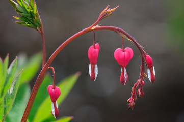 Bleeding heart flowers (Dicentra spectabils)