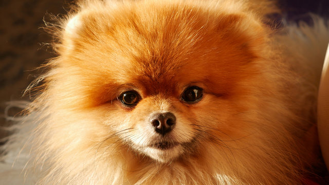 Sunny portrait of pomiranian dog 