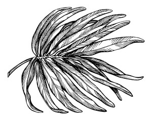 Exotic tropical palm leaf. Black and white outline illustration hand drawn work isolated on white background.