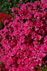 Red Azaleas, Villa Pallavicino, Lake Maggiore (Lago Maggiore), Italy