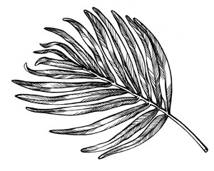 Obraz premium Egzotyczny tropikalny liść palmowy. Czarno-biały kontur ilustracja ręcznie rysowane prace na białym tle.