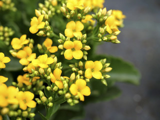 Fototapeta premium Tiny little winter flowers