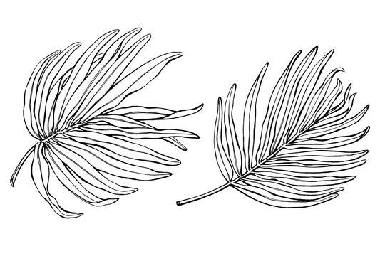 Set of exotic tropical palm leaves. Black and white outline illustration hand drawn work isolated on white background.