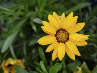 Daisy yellow flower with copyspace