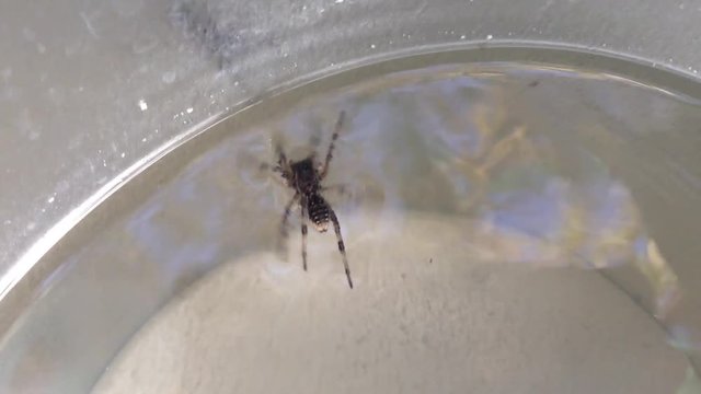 Crimean Grey Spider Lycosa Singoriensis Floats In A Bucket with Water