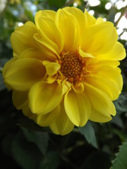 yellow flower