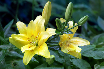Fototapeta premium Yellow lily flowers with rain drops
