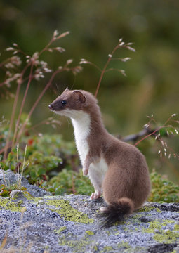une belle hermine dress&eacute;e sur ses pattes arri&egrave;res dans les Alpes fran&ccedil;aises en Vanoise