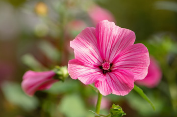 Petunia flowers bloom in the garden