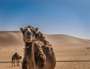 camel in sahara desert, algeria