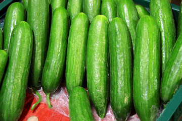 fresh cucumbers on the market