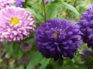 purple flowers in the garden