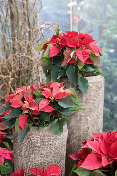Red poinsettia or Euphorbia pulcherrima Christmas traditional flower in the flowers bar.