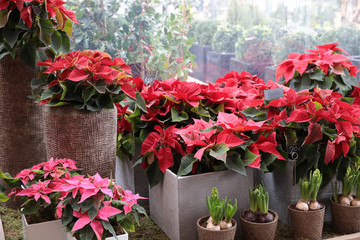 Variety of red poinsettia or Euphorbia pulcherrima Christmas traditional flower in the flowers bar.