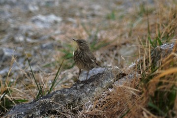 sparrow on grass