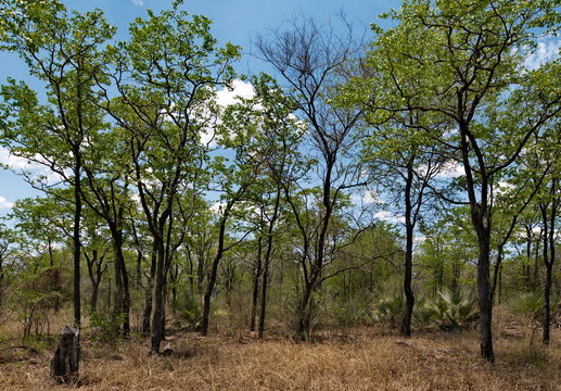 Mopanewald in Mosambik