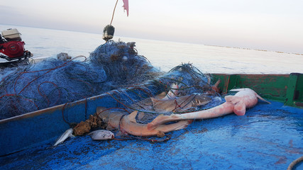Fototapeta premium Ryby Rekin złowił sieć rybną na łodzi