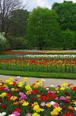 Massed Tulips at the Villa Taranto, Lake Maggiore (Lago Maggiore), Italy