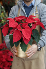 Potted red poinsettia or Euphorbia pulcherrima in the florist hands traditional flower gift for Christmas holidays.