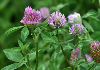 Blossom of the clover of red