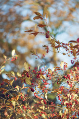 red berries and golden leaves in morning sun