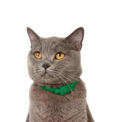beautiful funny british cat with green collar isolated on the white