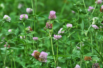 Blossom of the clover of red