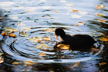 Duck on water background