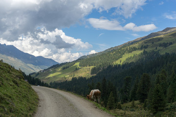 Trekking in Alps summer vacation